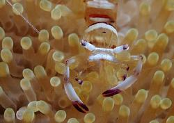 commensal shrimp, Periclimenes magnificus. Picture taken ... by Anouk Houben 